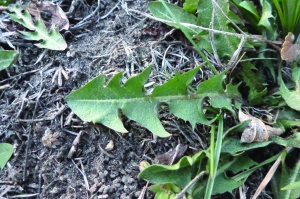 Dandelion leaves (1)